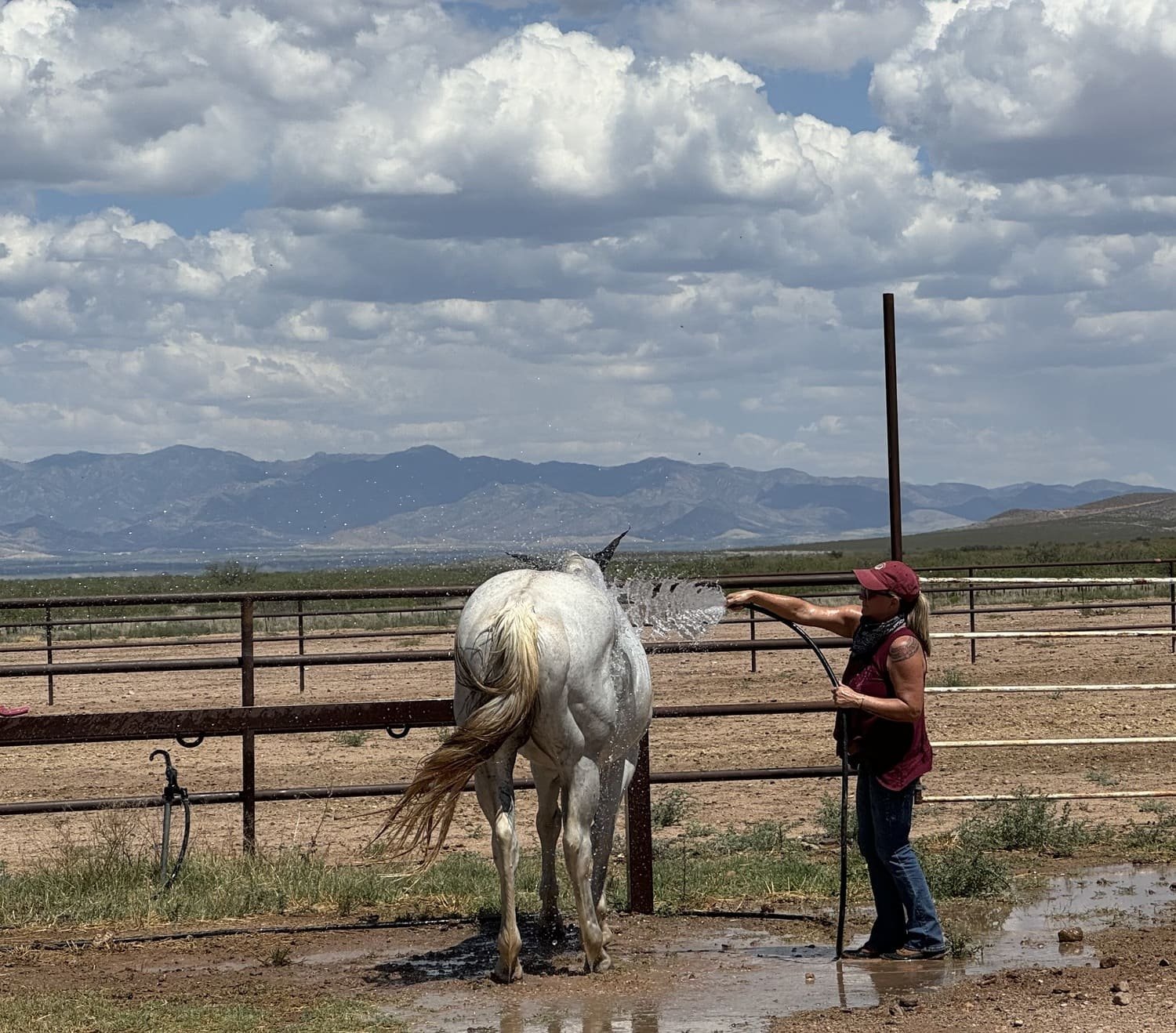 Peace & Plenty Ranch Horses