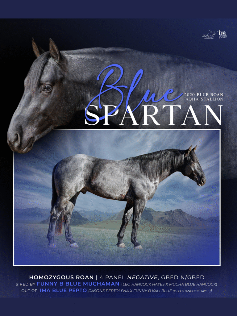 Blue Spartan Stallion Breeding Services