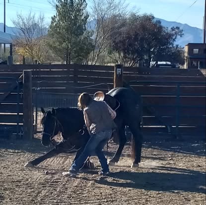 horse training